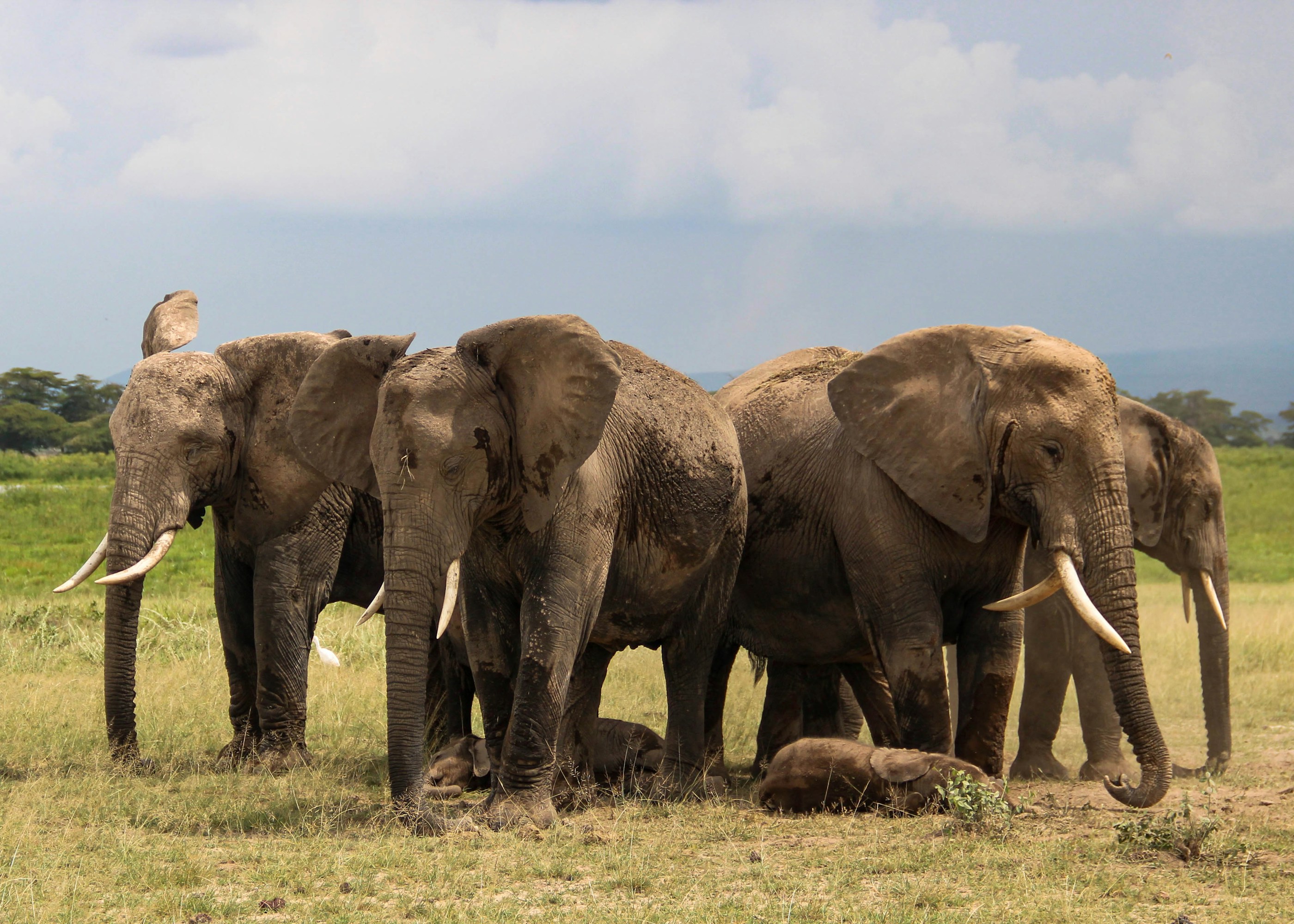 Amboseli