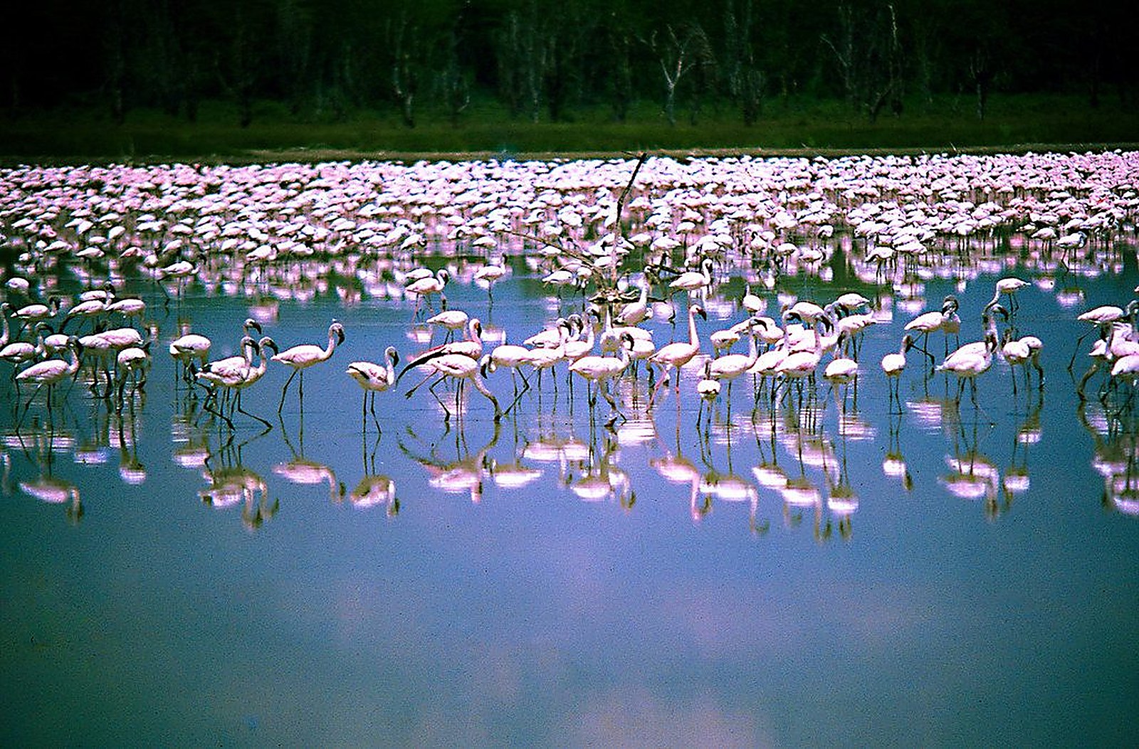 Lake Nakuru